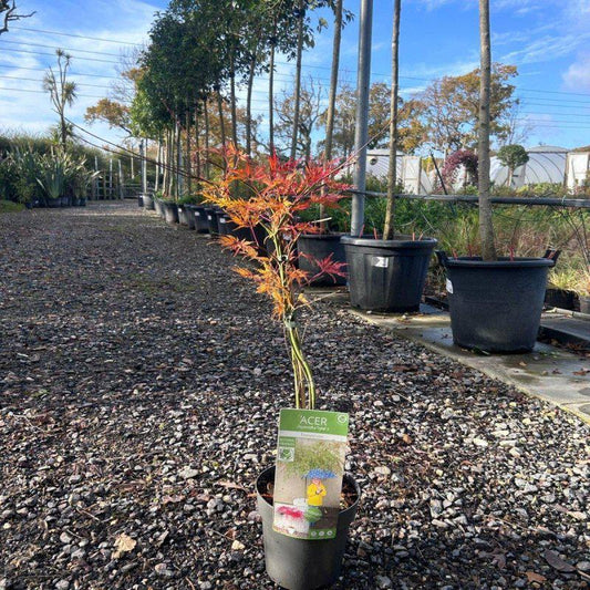 Acer Palmatum 'Emerald Lace' 60-80cm 3L - Buy Plants Online at Web Garden Centre