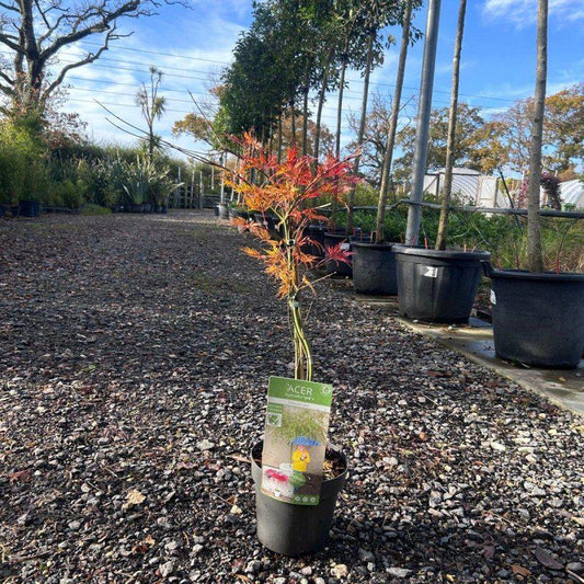 Acer Palmatum 'Emerald Lace' 60-80cm 3L - Buy Plants Online at Web Garden Centre