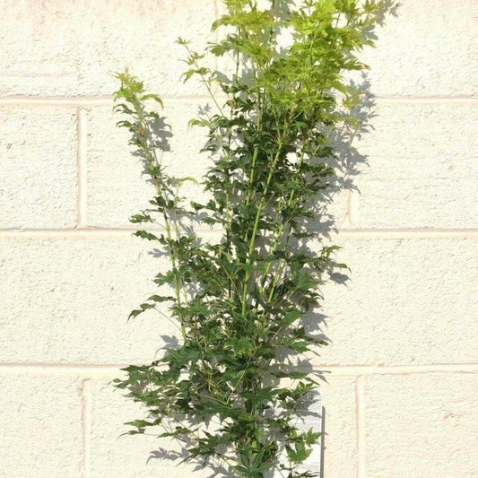 Acer Palmatum Going Green 60-80cm 3L - Buy Plants Online at Web Garden Centre