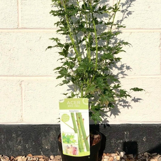 Acer Palmatum Going Green 60-80cm 3L - Buy Plants Online from  Web Garden Centre - Just £27.50! 