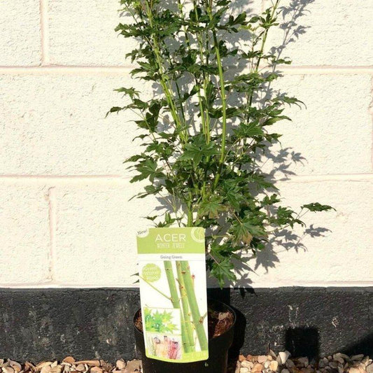 Acer Palmatum Going Green 60-80cm 3L - Buy Plants Online at Web Garden Centre