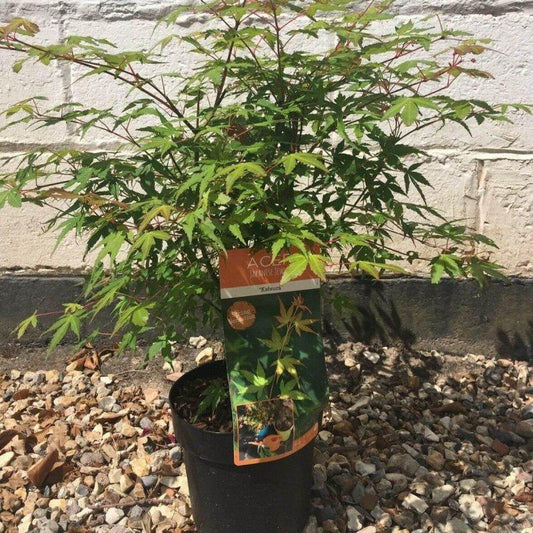 Acer Palmatum Katsura 60-80cm 3L - Buy Plants Online at Web Garden Centre