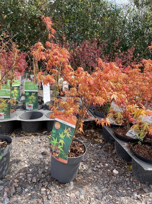Acer Palmatum Katsura 60-80cm 3L - Buy Plants Online from  Web Garden Centre - Just £27.50! 