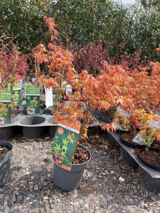 Acer Palmatum Katsura 60-80cm 3L - Buy Plants Online at Web Garden Centre