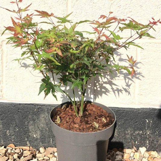 Acer Palmatum Little Princess 60-80cm 3L - Buy Plants Online at Web Garden Centre