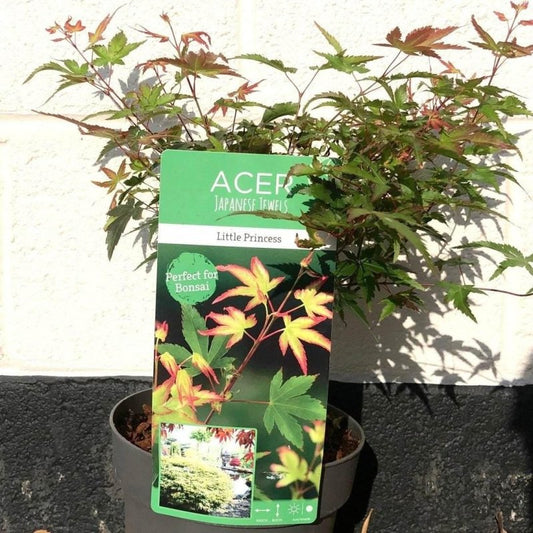 Acer Palmatum Little Princess 60-80cm 3L - Buy Plants Online from  Web Garden Centre - Just £27.50! 