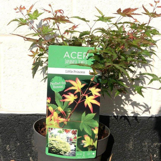 Acer Palmatum Little Princess 60-80cm 3L - Buy Plants Online at Web Garden Centre