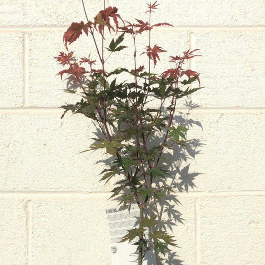 Acer Palmatum Redwine 60-80cm  3L - Buy Plants Online at Web Garden Centre