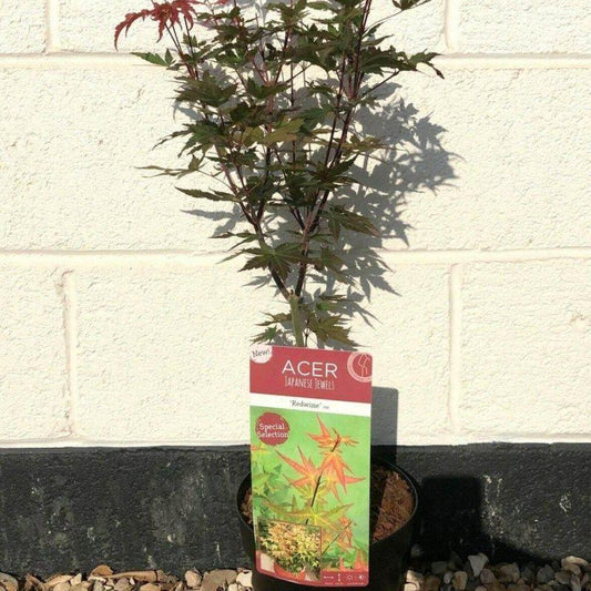 Acer Palmatum Redwine 60-80cm  3L - Buy Plants Online at Web Garden Centre