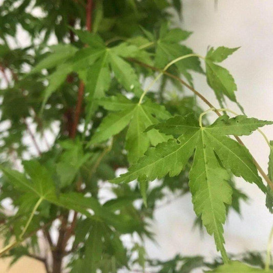 Acer Palmatum Sangokaku 60-80cm 3L - Buy Plants Online at Web Garden Centre