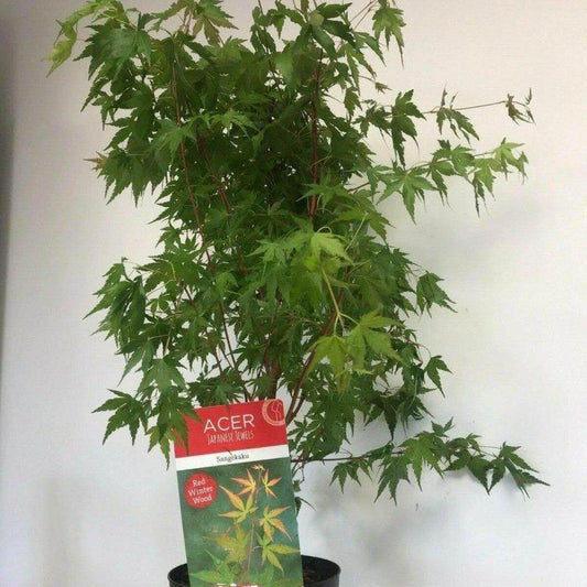 Acer Palmatum Sangokaku 60-80cm 3L - Buy Plants Online at Web Garden Centre