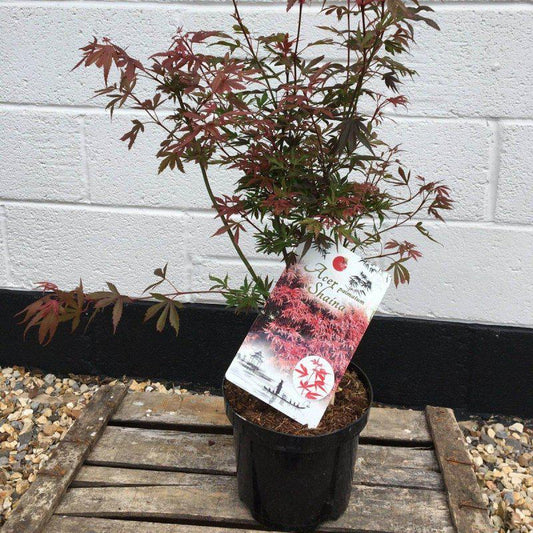 Acer Palmatum Shaina 80-100cm 3L - Buy Plants Online at Web Garden Centre
