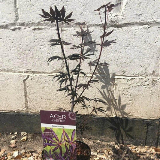 Acer Palmatum Trompenberg 60-80cm 3L - Buy Plants Online at Web Garden Centre