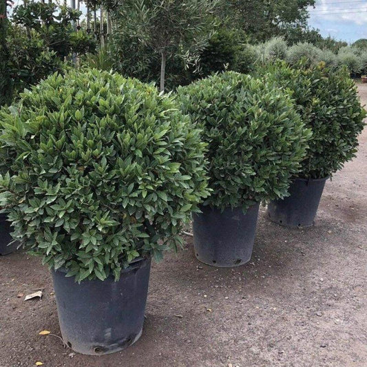 Bay Laurel Ball - Buy Plants Online at Web Garden Centre