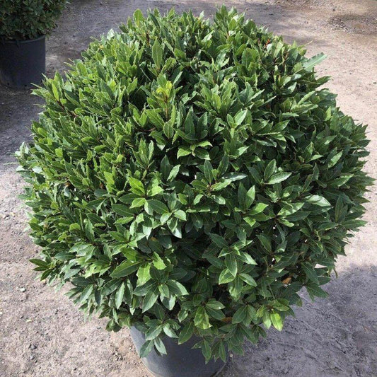 Bay Laurel Ball - Buy Plants Online at Web Garden Centre
