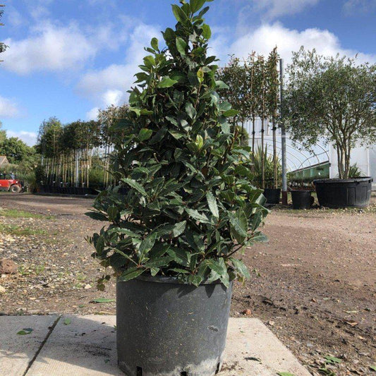 Bay Laurel Cone - Buy Plants Online at Web Garden Centre
