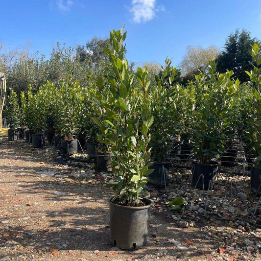Bay Laurel Container Grown Hedging Plant - Buy Plants Online at Web Garden Centre