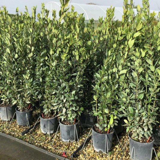 Bay Laurel Container Grown Hedging Plant - Buy Plants Online at Web Garden Centre