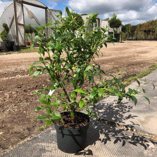 Blueberry Plant 60-80cm 2L - Buy Plants Online at Web Garden Centre