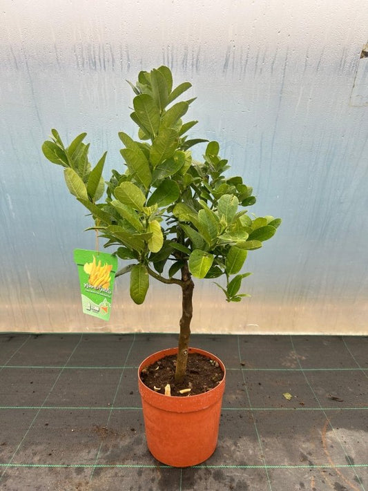 Buddha's Hand Citrus Tree 80cm 5L - Buy Plants Online from  Web Garden Centre - Just £45! 