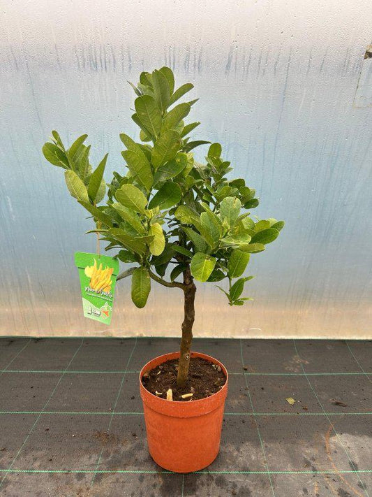 Buddha's Hand Citrus Tree 80cm 5L - Buy Plants Online at Web Garden Centre