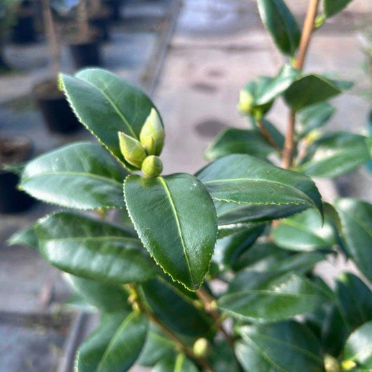 Camellia Japonica 'Birchfield Yellow' 80-100cm 4L - Buy Plants Online at Web Garden Centre