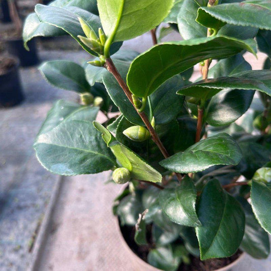 Camellia Japonica 'Cambelli' 60-80cm 4L - Buy Plants Online at Web Garden Centre