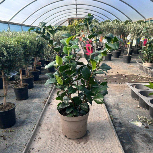 Camellia Japonica 'Cambelli' 60-80cm 4L - Buy Plants Online at Web Garden Centre