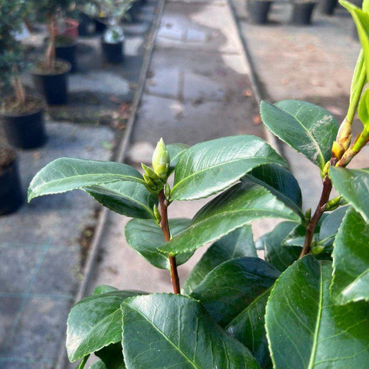 Camellia Japonica 'Kick-off' 60-80cm 4L - Buy Plants Online at Web Garden Centre