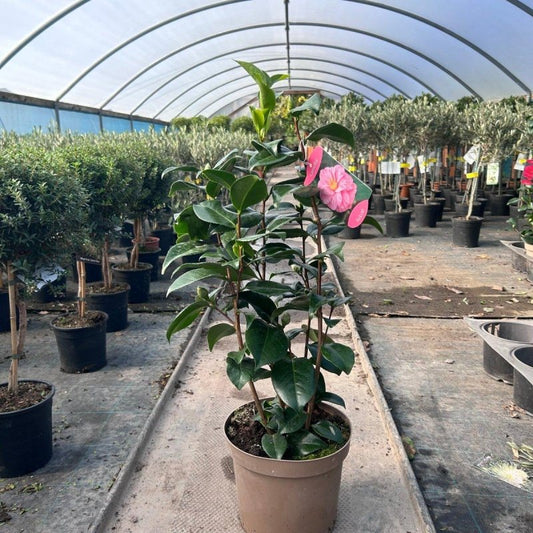 Camellia Japonica 'Kick-off' 60-80cm 4L - Buy Plants Online from  Web Garden Centre - Just £40! 