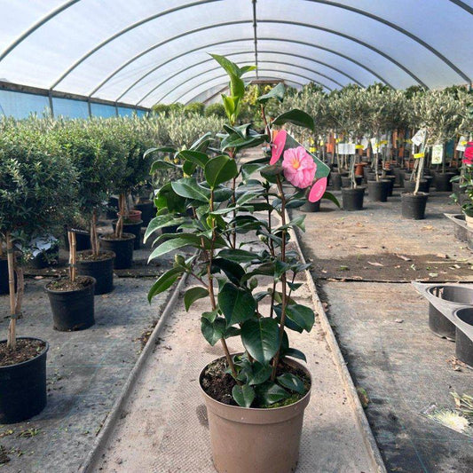 Camellia Japonica 'Kick-off' 60-80cm 4L - Buy Plants Online at Web Garden Centre