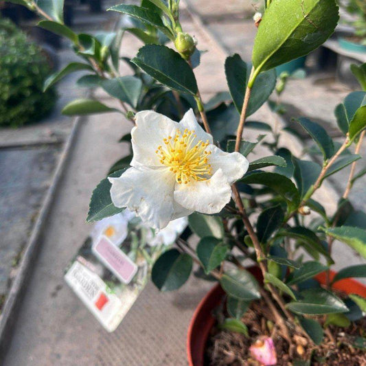 Camellia Japonica 'Narcissiflora' 40-60cm 3L - Buy Plants Online at Web Garden Centre
