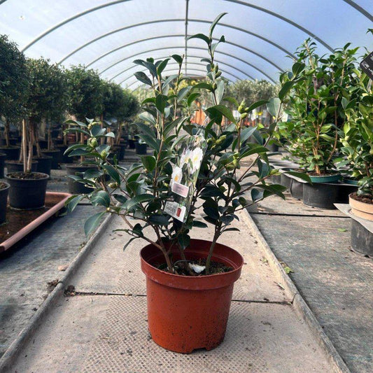 Camellia Japonica 'Narcissiflora' 40-60cm 3L - Buy Plants Online at Web Garden Centre