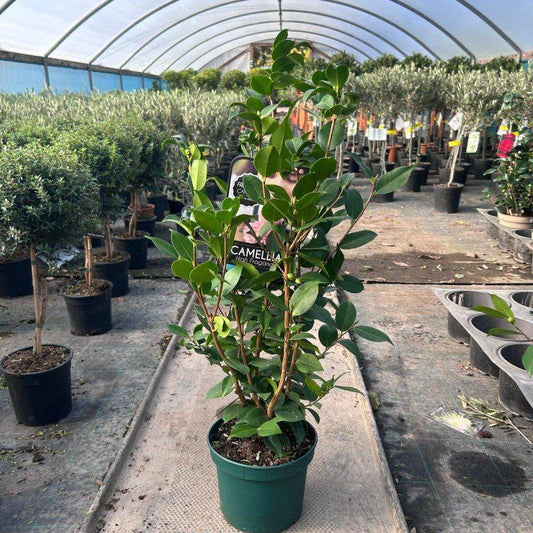 Camellia Japonica 'Olorosa' 80-100cm 4L - Buy Plants Online at Web Garden Centre