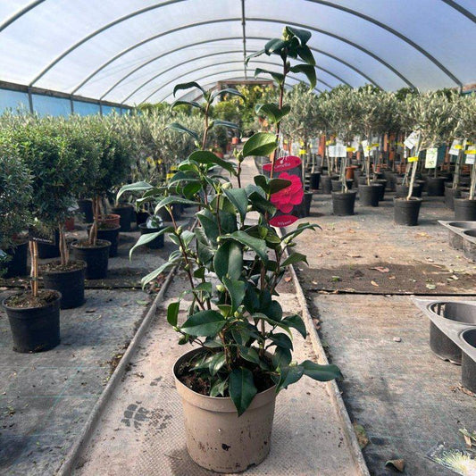 Camellia Japonica 'Williamsi' 60-80cm 4L - Buy Plants Online at Web Garden Centre