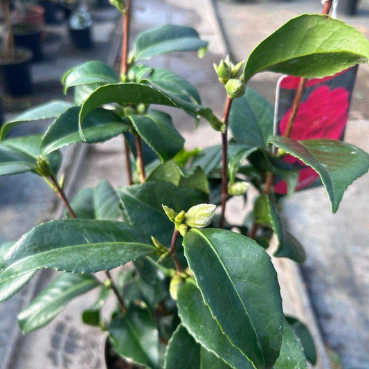 Camellia Japonica 'Williamsi' 60-80cm 4L - Buy Plants Online at Web Garden Centre