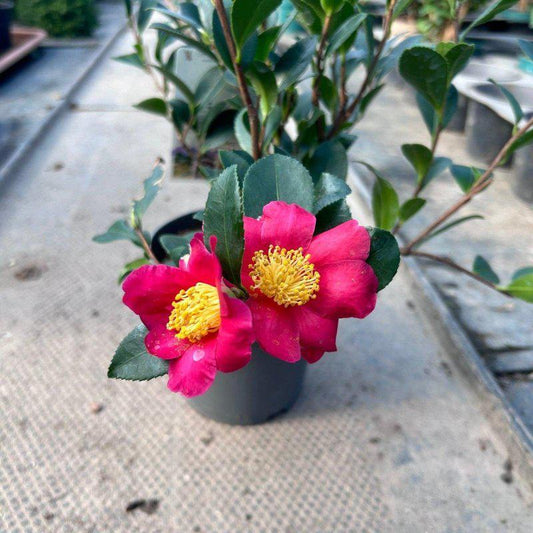 Camellia Japonica 'Yule Tide' 40-60cm 2L - Buy Plants Online at Web Garden Centre