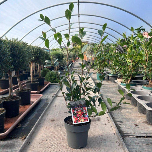Camellia Japonica 'Yule Tide' 40-60cm 2L - Buy Plants Online at Web Garden Centre