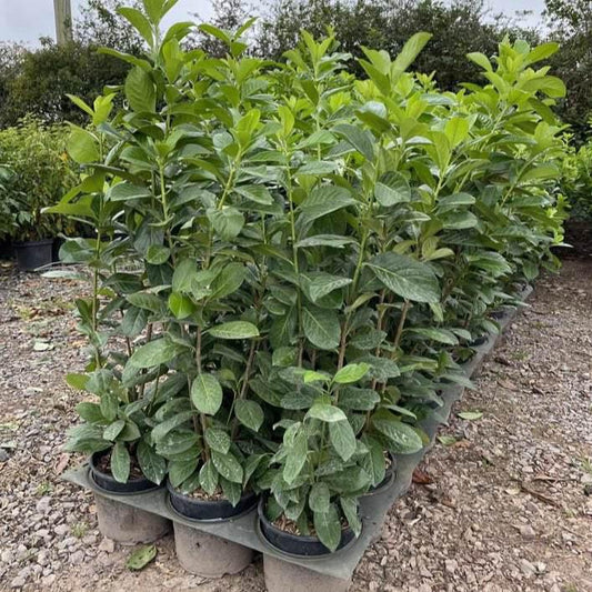 Cherry Laurel Container Grown Hedging Plant - Buy Plants Online at Web Garden Centre