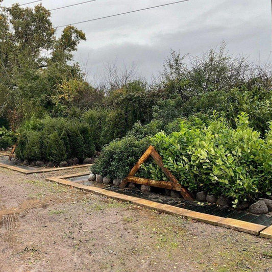 Cherry Laurel Root Ball Hedging - Buy Plants Online at Web Garden Centre