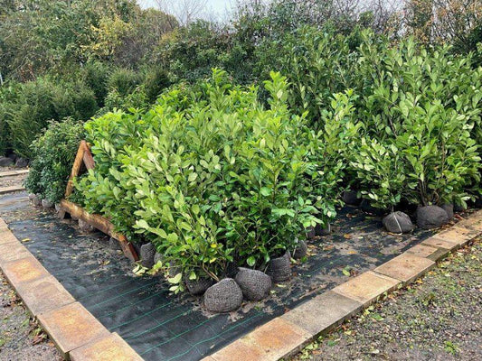 Cherry Laurel Root Ball Hedging - Buy Plants Online at Web Garden Centre