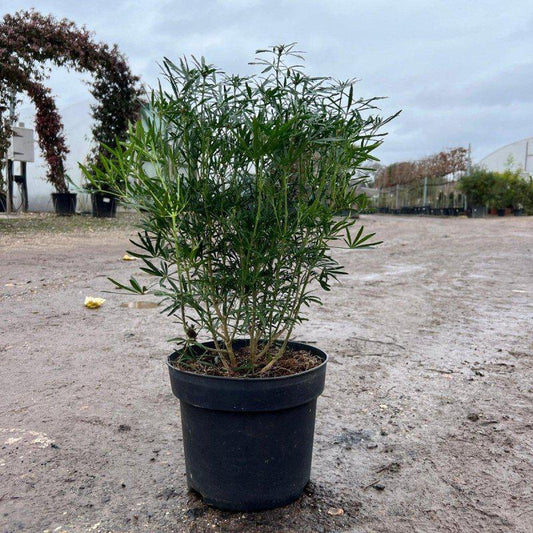 Choisya 'Aztec Pearl' 50-60cm 10L - Buy Plants Online at Web Garden Centre