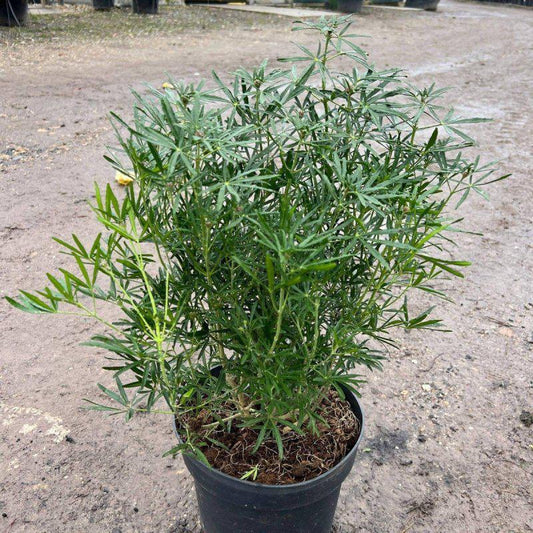 Choisya 'Aztec Pearl' 50-60cm 10L - Buy Plants Online at Web Garden Centre