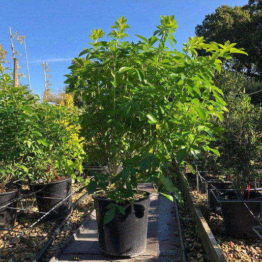 Choisya Ternata 50-60cm 5L - Buy Plants Online at Web Garden Centre