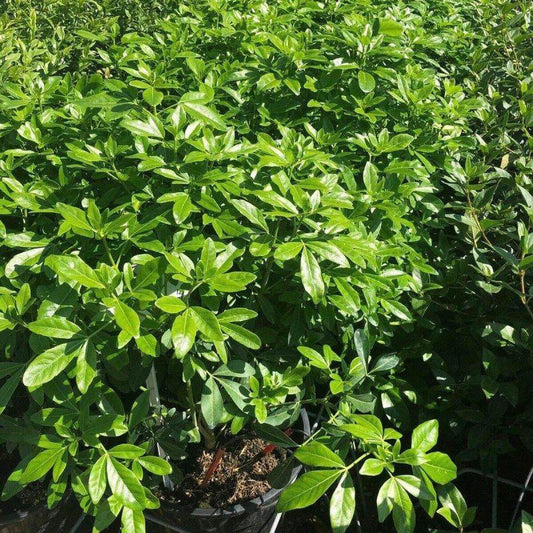 Choisya Ternata 50-60cm 5L - Buy Plants Online at Web Garden Centre