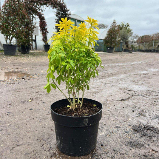 Choisya Ternata Sundance 50cm 10L - Buy Plants Online at Web Garden Centre