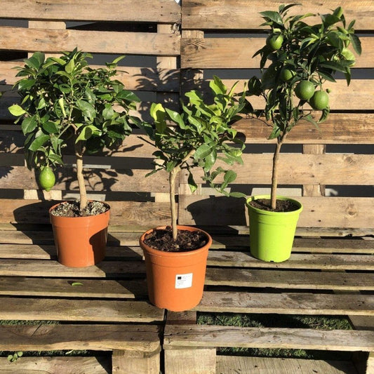 Citrus Bundle - Buy Plants Online from  Web Garden Centre - Just £118! 