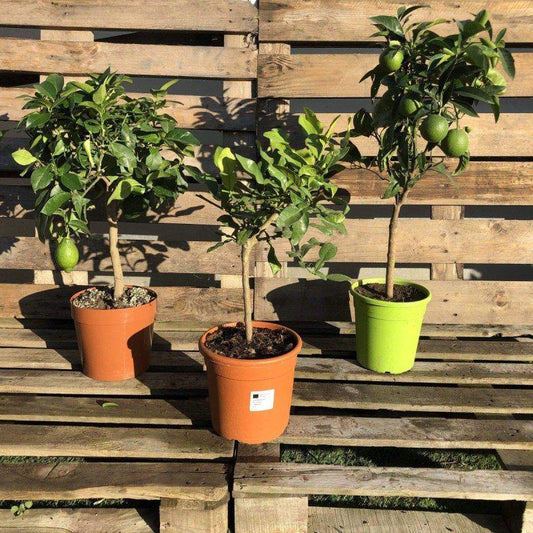 Citrus Bundle - Buy Plants Online at Web Garden Centre