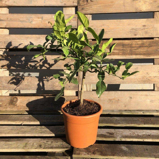 Citrus Bundle - Buy Plants Online at Web Garden Centre