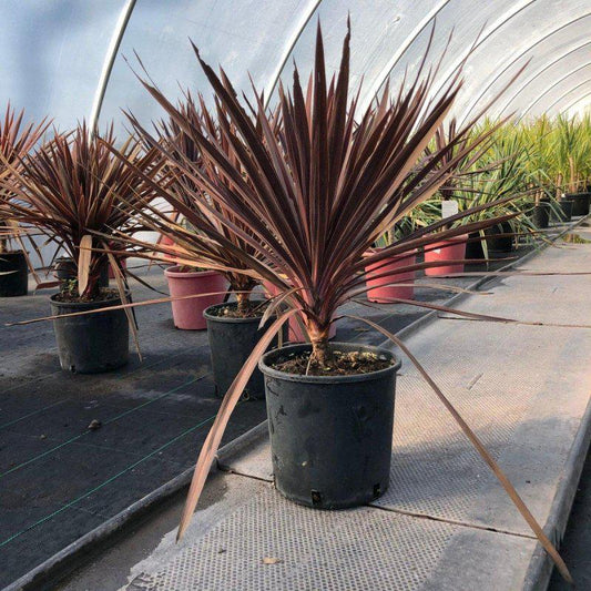 Cordyline Australis Red Star 80-100cm 7L - Buy Plants Online at Web Garden Centre